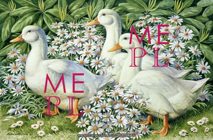  : A Walk through the Garden ' ducks