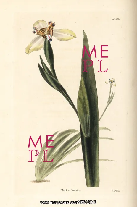 : Walking iris, Neomarica humilis : Walking iris, Neomarica humilis