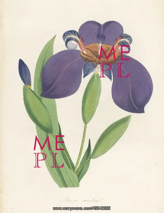  : Walking iris, Trimezia coerulea
