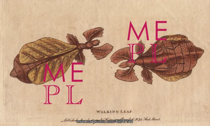 : Walking leaf insect, Phyllium siccifolium : Walking leaf insect, Phyllium siccifolium