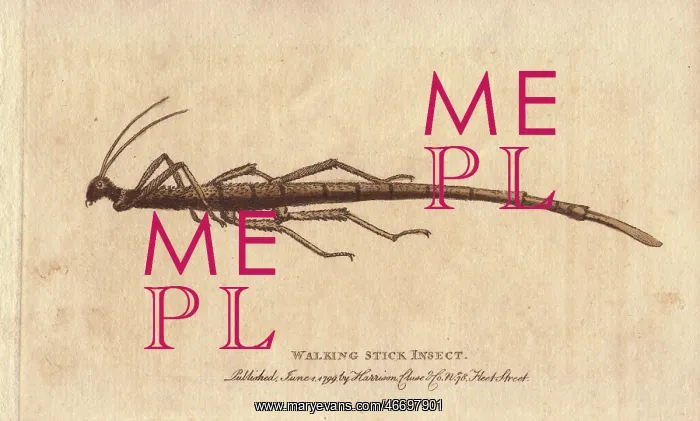 : Walking stick insect from the Cape of Good : Walking stick insect from the Cape of Good