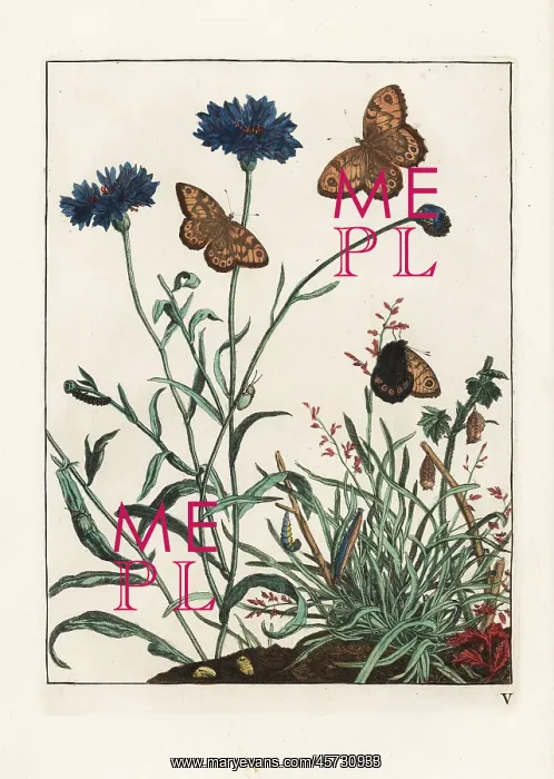 : Wall butterfly, Lasiommata megera, on cornflower : Wall butterfly, Lasiommata megera, on cornflower