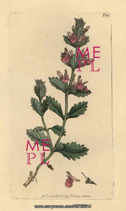 : Wall germander, Teucrium chamaedrys : Wall germander, Teucrium chamaedrys