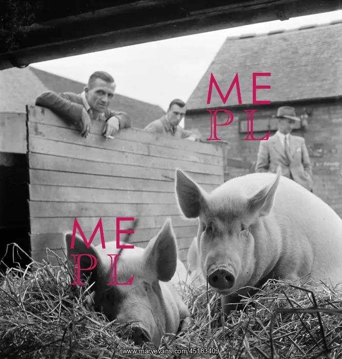 : Pigs. Two of the Wall Herd of pedigree Large White pigs : Pigs. Two of the Wall Herd of pedigree Large White pigs