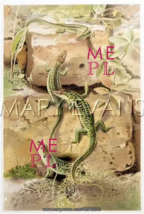 : WALL LIZARDS : WALL LIZARDS