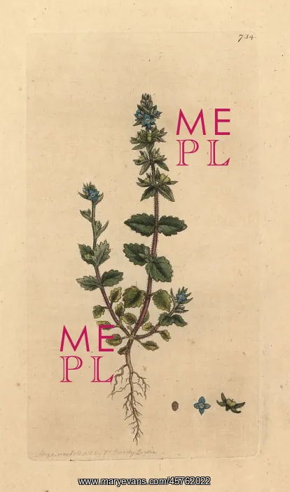 : Wall speedwell, Veronica arvensis : Wall speedwell, Veronica arvensis