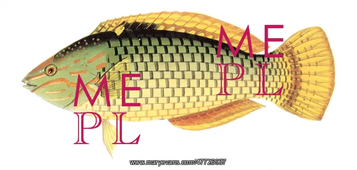  : Wall Wrasse, Halichoeres hortulanus