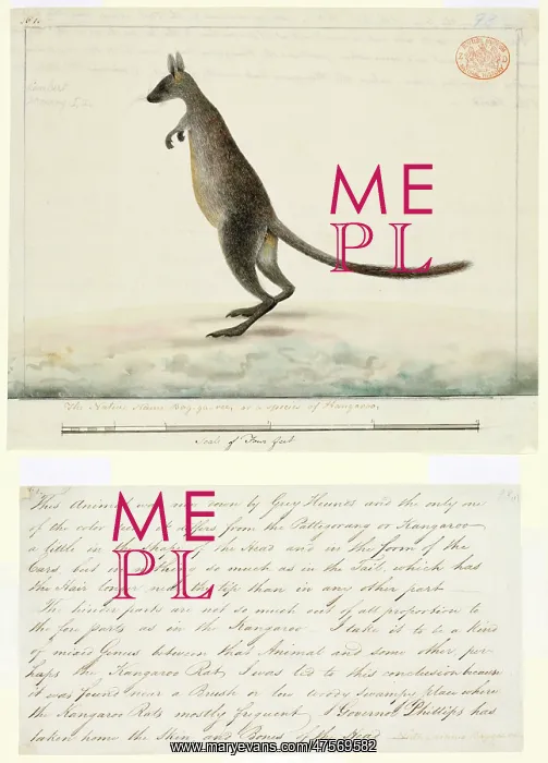 : Wallabia bicolor, swamp wallaby : Wallabia bicolor, swamp wallaby