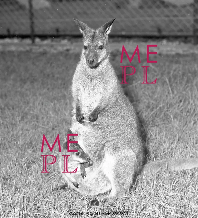 : Wallaby with Joey