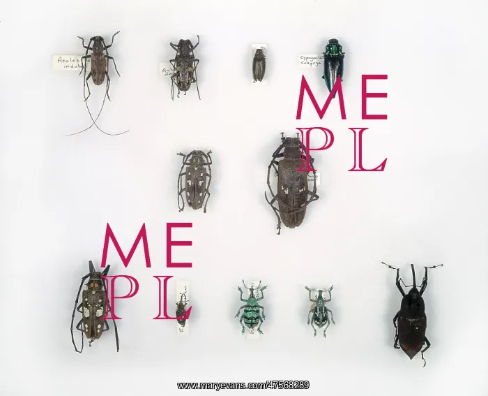 : Wallace's beetles : Wallace's beetles