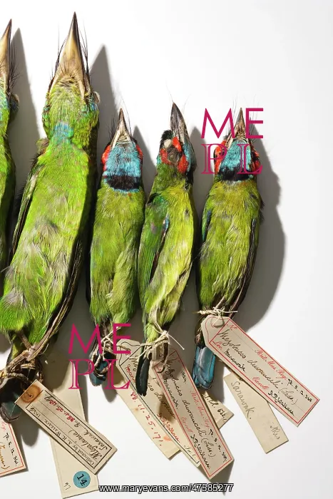 : Wallace's birds : Wallace's birds