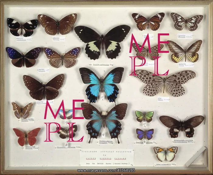 : Wallace's butterflies : Wallace's butterflies