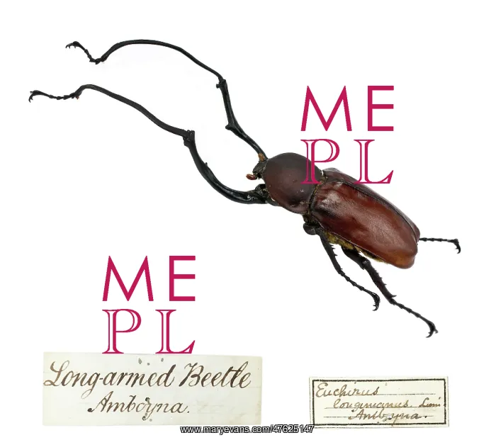 : Wallace's Long armed beetle : Wallace's Long armed beetle