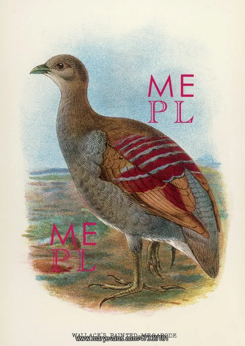 : WALLACE'S MEGAPODE : WALLACE'S MEGAPODE