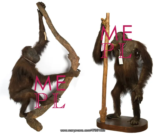 : Wallace's Orang Utan : Wallace's Orang Utan