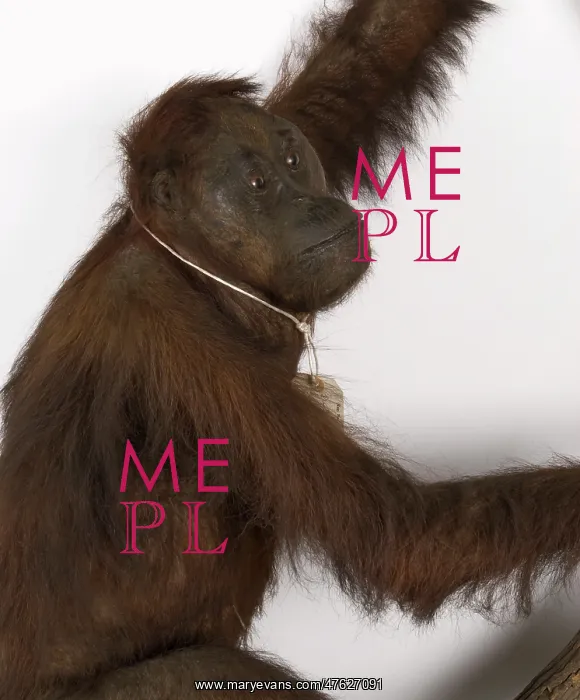: Wallace's Orang Utan : Wallace's Orang Utan
