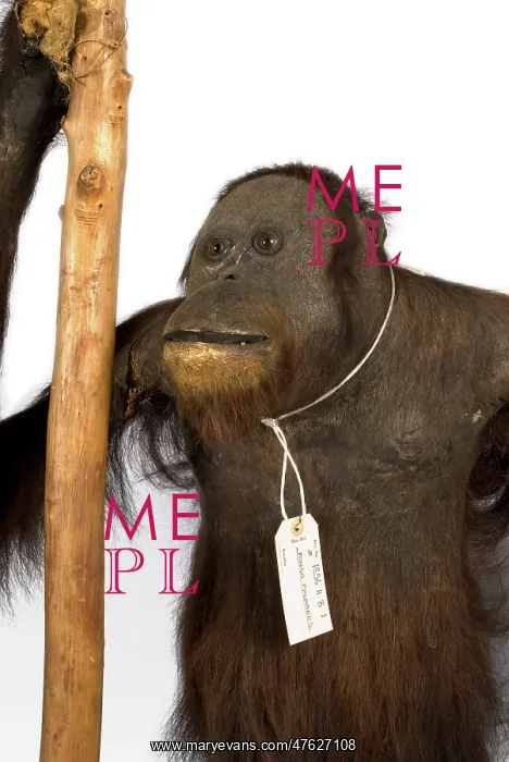 : Wallace's Orang Utan : Wallace's Orang Utan