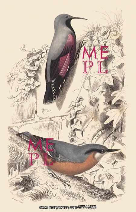 : A Wallcreeper and a Nuthatch : A Wallcreeper and a Nuthatch