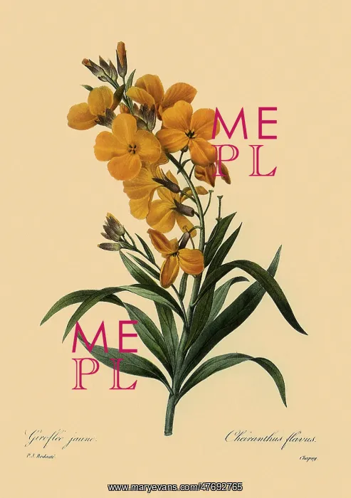  : Wallflower