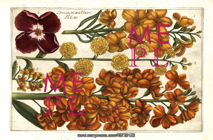 : Wallflower, Erysimum cheiri : Wallflower, Erysimum cheiri