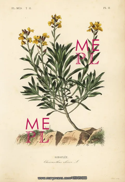 : Wallflower, Erysimum cheiri : Wallflower, Erysimum cheiri