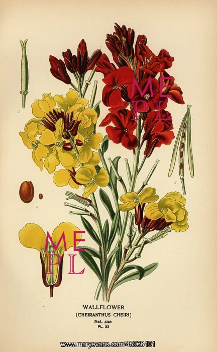 : Wallflowers, Erysimum ? cheiri : Wallflowers, Erysimum ? cheiri