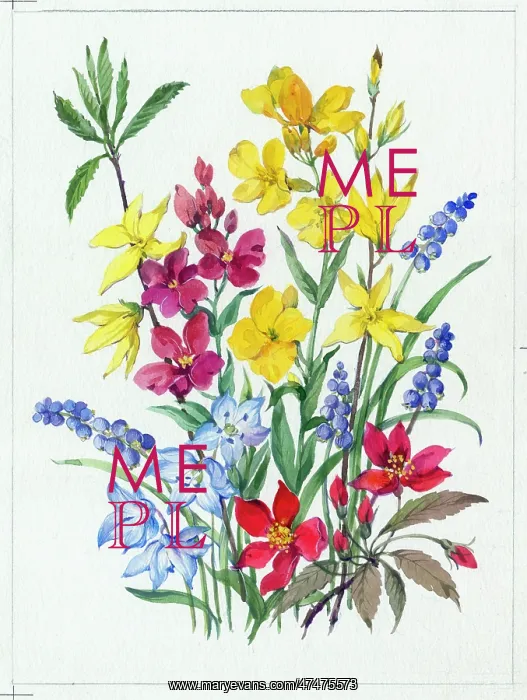  : Wallflowers, scilla, grape hyacinth etc
