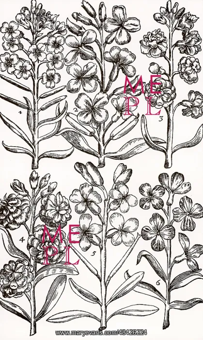 : Wallfowers (Cheiranthus) also known as Gillyflowers : Wallfowers (Cheiranthus) also known as Gillyflowers