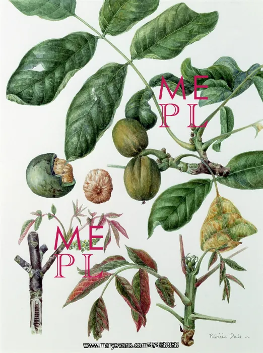 : Walnut ? botanical study : Walnut ? botanical study