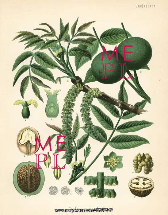 : Walnut, Juglans regia : Walnut, Juglans regia