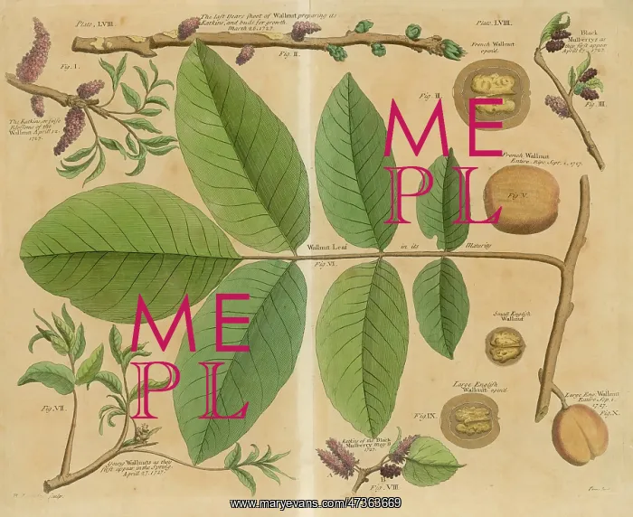 : WALNUT / LEAVES / BRANCH &C : WALNUT / LEAVES / BRANCH &C