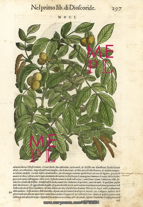 : Walnut tree, Juglans major : Walnut tree, Juglans major