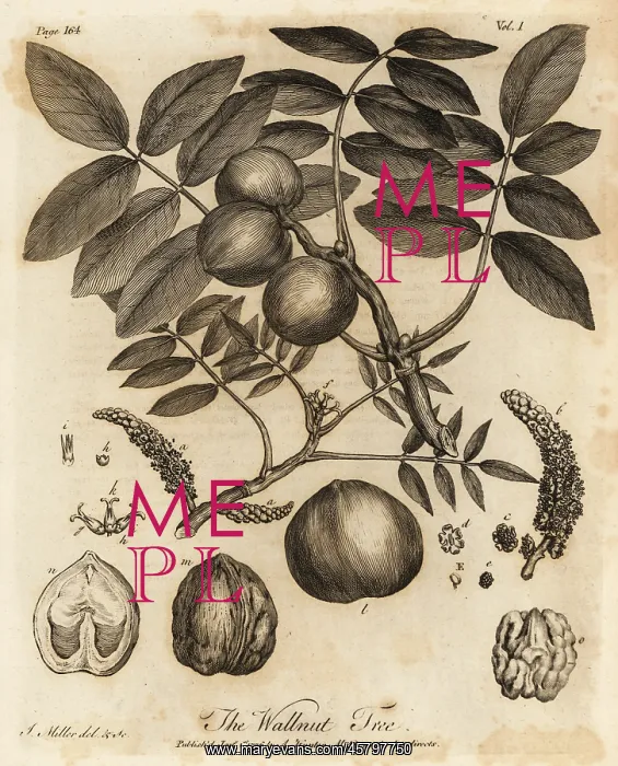 : Walnut tree, Juglans regia : Walnut tree, Juglans regia