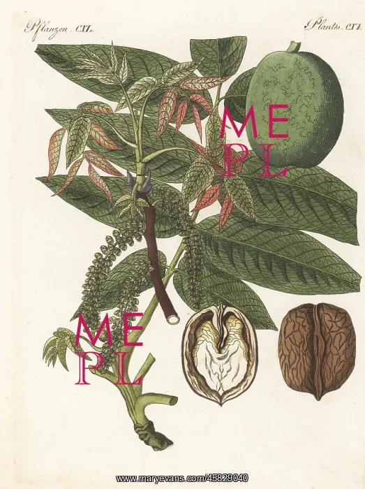 : Walnut tree, Juglans regia : Walnut tree, Juglans regia