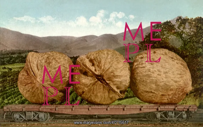  : Walnuts in Railroad Car