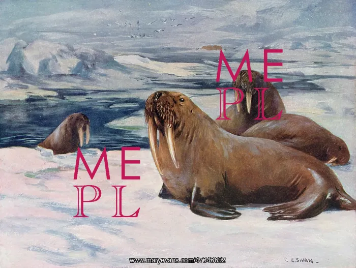  : WALRUS 1909