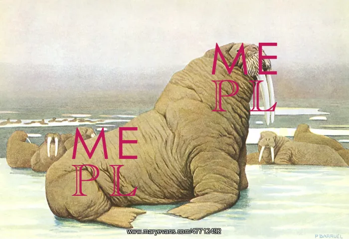  : Walrus