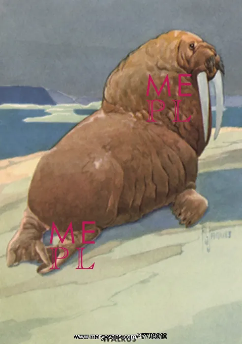  : Walrus