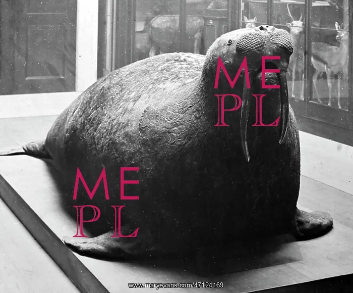  : Walrus, British Museum