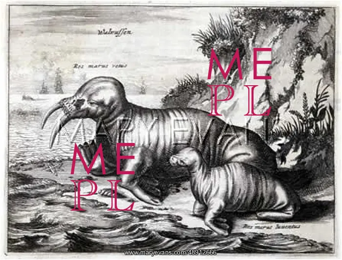 : WALRUS / DE BRY C1520 : WALRUS / DE BRY C1520