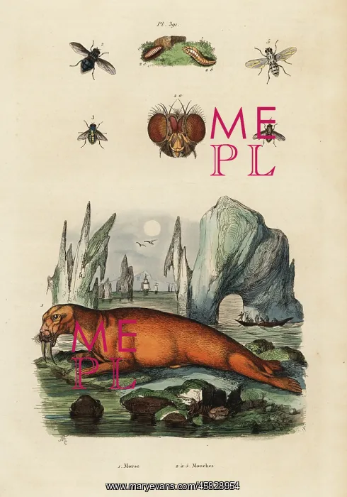 : Walrus and flies : Walrus and flies