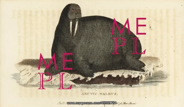: Walrus, Odobenus rosmarus : Walrus, Odobenus rosmarus