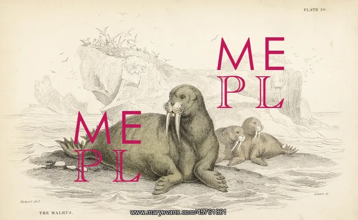 : Walrus, Odobenus rosmarus : Walrus, Odobenus rosmarus