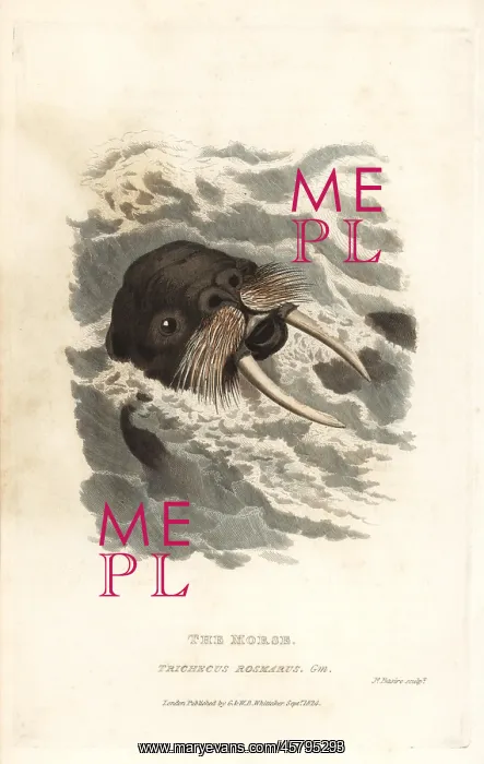 : Walrus, Odobenus rosmarus : Walrus, Odobenus rosmarus