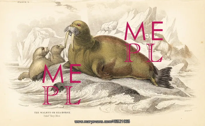 : Walrus, Odobenus rosmarus : Walrus, Odobenus rosmarus