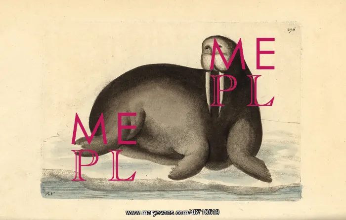 : Walrus, Odobenus rosmarus : Walrus, Odobenus rosmarus