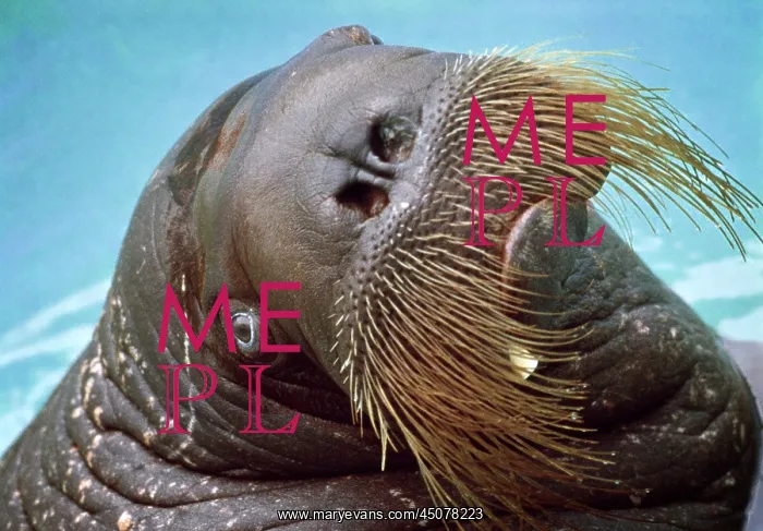 : Walrus Odobenus Rosmarus in Captivity : Walrus Odobenus Rosmarus in Captivity