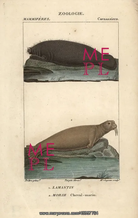 : Walrus, Odobenus rosmarus, and West Indian : Walrus, Odobenus rosmarus, and West Indian