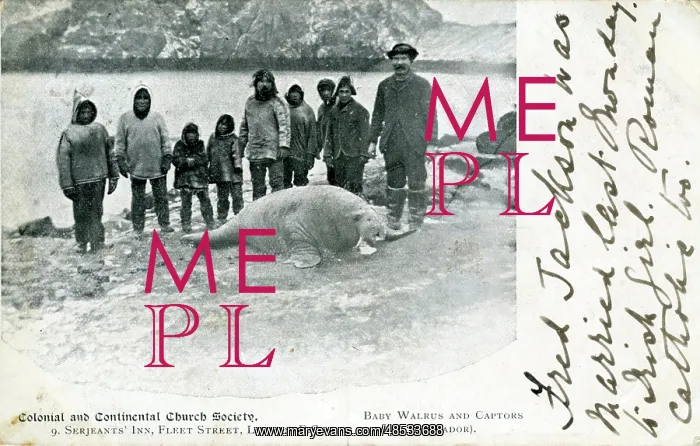 : Walrus Pup & Captors, Newfoundland : Walrus Pup & Captors, Newfoundland