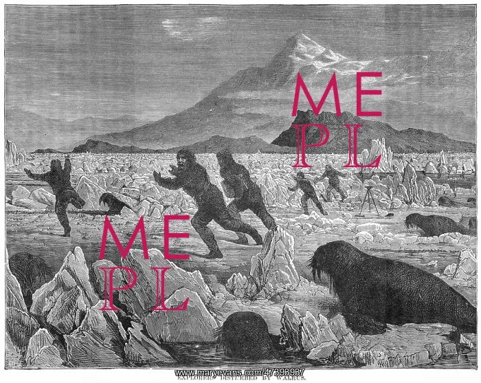  : WALRUSES AND EXPLORERS